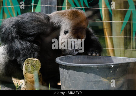 London, UK. 7th May, 2018. Western lowland gorillas having fun in the sun, May Bank Holiday Monday, ZSL London Zoo, UK.  Male silverback, Kumbuka, ponders a large bucket in the Gorilla Kindgdom, tips it over, and 'plants a tree' in the now empty pot, while his daughter, Alika, tastes and then washes in the freshly spilled suds. Credit: Chris Aubrey/Alamy Live News Stock Photo