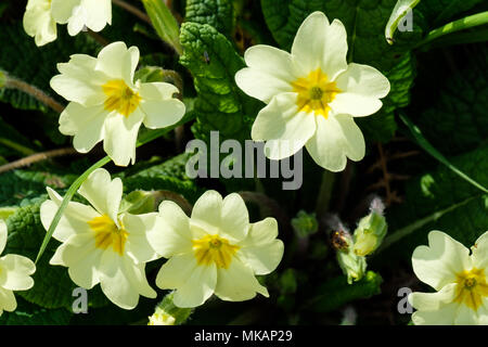 Primroses on Claife Heights, Lake District, Cumbria Stock Photo