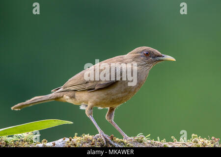 clay-colored thrush Turdus grayi adult perched on moss-covered branch, Costa Rica Stock Photo