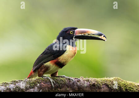 collared aracari Pteroglossus torquatus feeding on fruit while perched on moss-covered branch, Costa Rica Stock Photo