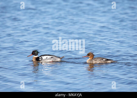 Red-breasted merganser (Mergus serrator) breeding pair, swimming in open water with the male leading the female. Stock Photo