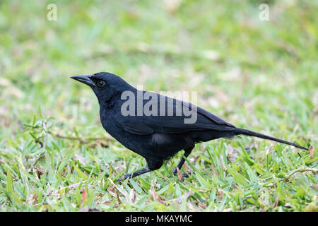 melodious blackbird Dives dives adult standing on short vegetation in garden, Costa Rica Stock Photo