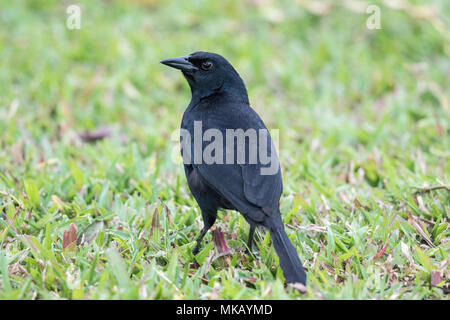 melodious blackbird Dives dives adult standing on short vegetation in garden, Costa Rica Stock Photo
