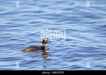 Horned grebe (Podiceps auritus) breeding adult male swimming in open water with copy space. Stock Photo