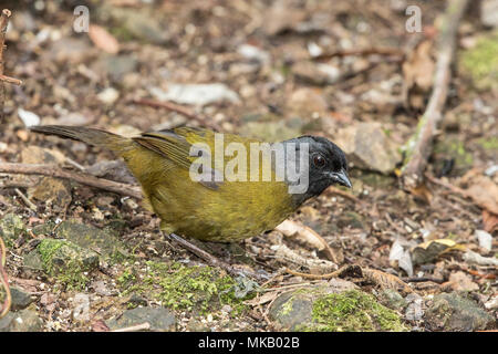 large-footed finch Pezopetes capitalis adult foraging on forest floor, Costa Rica Stock Photo