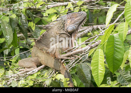 green iguana Iguana iguana adult animal resting on branch in trees, Costa Rica Stock Photo