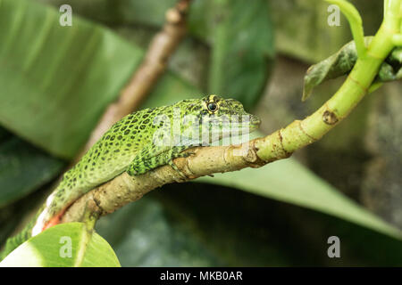 pug-nosed anole Norops capito adult lying along stem of bush, Costa Rica Stock Photo