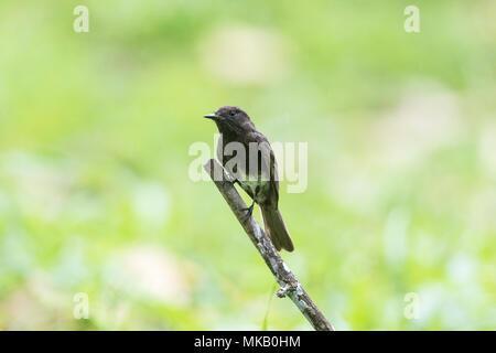 black phoebe Sayornis nigricans adult perched on stick in garden. Costa Rica Stock Photo