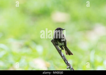 black phoebe Sayornis nigricans adult perched on stick in garden. Costa Rica Stock Photo