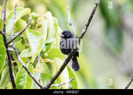 variable seedeater Sporophila corvina adult male perched in tree in garden, Costa Rica Stock Photo