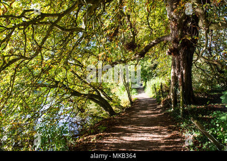 The Thames footpath alongside the meandering River Thames in the flood plains of Goring, up river from Reading in Berkshire. Stock Photo