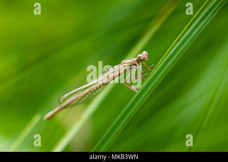 Side full body view of a young male Common Winter dragonfly (Sympecma fusca) sitting on sloping reed leaf. Stock Photo