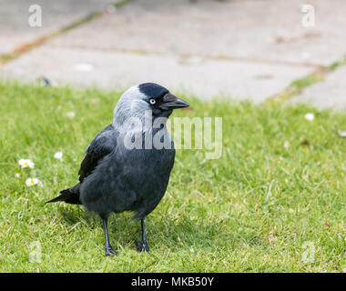 Adult Jackdaw on Brownsea Island, showing its defined plumage and pale blue eye. Stock Photo
