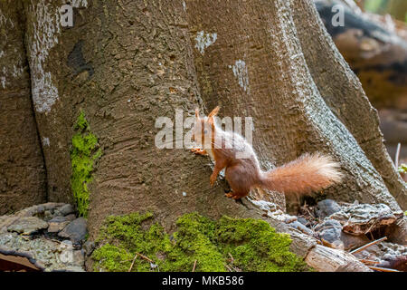 Red Squirrel on base of tree on Brownsea Island. Stock Photo