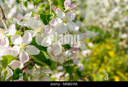 Blooming apple tree in spring time. Stock Photo