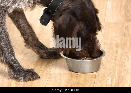 dog eating meal from a bowl on the floor Stock Photo