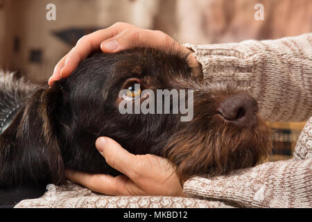 hands of owner petting head of dog Stock Photo