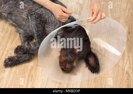 hands putting on the dog plastic elizabethan (buster) collar Stock Photo