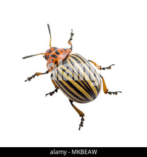 Colorado Potato Beetle Pest Insect Isolated on White Stock Photo
