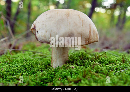 rare leccinum holopus mushroom, also known as the white birch bolete Stock Photo