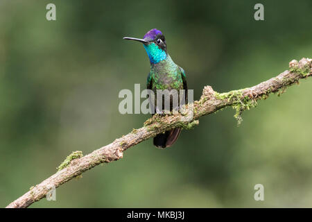 Talamanca hummingbird hummingbird Eugenes spectabilis adult male perched on twig in Costa Rica Stock Photo