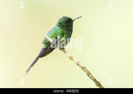 green thorntail hummingbird Discosura conversii adult male perched on twig, Costa Rica Stock Photo