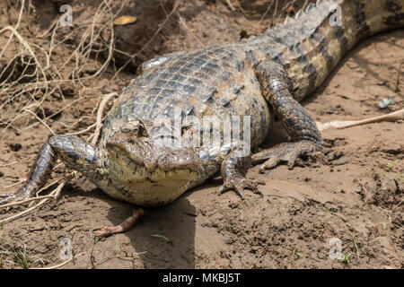 spectacled caiman Caiman crocodilus adult resting on mud on river bank, Costa Rica Stock Photo