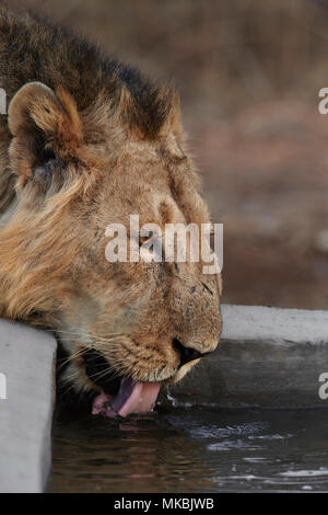Indian Lion quenching thirst, Gir forest, India. Stock Photo