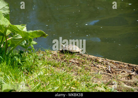 Terrapin at edge of River Wear, Durham UK Stock Photo