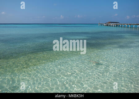 Baby blacktip reef shark (Carcharhinus melanopterus) hunting fish in shallow sea water in the Maldives, Asia, Indian Ocean. Marine life, tropical anim Stock Photo