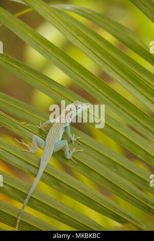 little lizard on a palm tree Stock Photo
