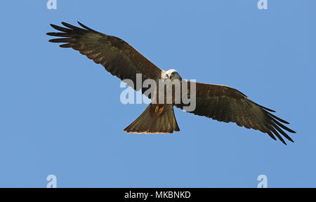 yellow beak kite in flight with bright blue background Stock Photo