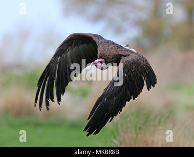 Close up of a hooded vulture in flight looking for food Stock Photo