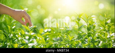 Hand pick tea leaves in the morning Stock Photo