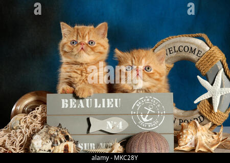 two exotic shorthair kitten, 7 weeks old, ginger, sitting in a box Stock Photo