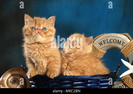 two exotic shorthair kitten, 7 weeks old, ginger, sitting in a box Stock Photo