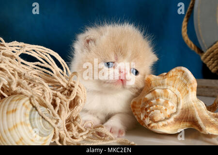 persian kitten, 3 weeks old, lying in a nautic decoration Stock Photo