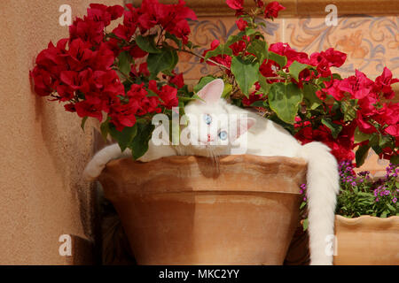 white cat lying in a flower pot made of clay Stock Photo
