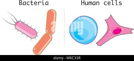 Differences between human cells and microorganisms such as bacteria Stock Vector