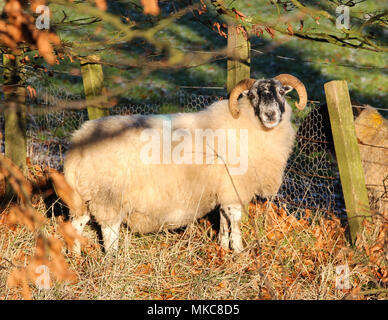 Black-faced Sheep, Scotland Stock Photo