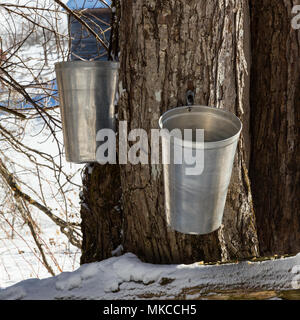 Closeup shot of two metal buckets hanging from a tapped maple tree in early March against a snowy background. Stock Photo