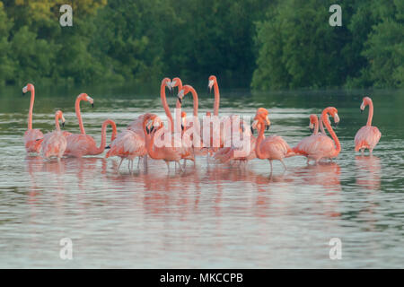 Pink flamingos family at dawn , they gather before setting off to start their day in the river