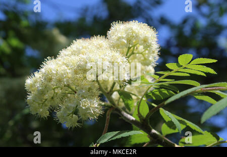 The beautiful white blossoms of Sorbus aucuparia, also known as Mountain Ash,or Rowan Tree. Stock Photo