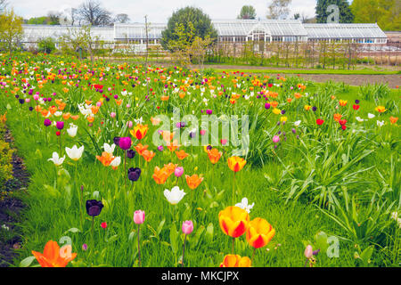 Tulips flowering  in the Helmsley Walled Garden North Yorkshire in spring Stock Photo