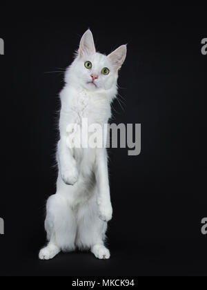 Solid white Turkish Angora cat with green eyes standing on back paws like meerkat isolated on black background looking at camera Stock Photo