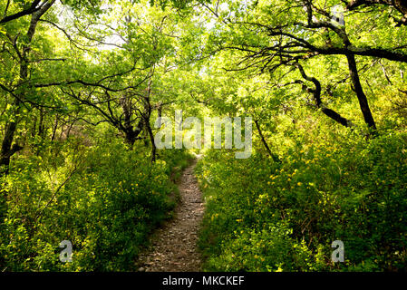 spring forest in the Drome area in France Stock Photo