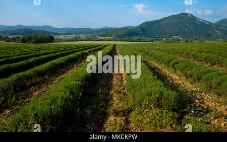 Lavender field in the Drome near Saou in France Stock Photo