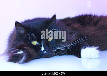 black cat lays on the pink tender background. Lazy domestic pet has a rest Stock Photo
