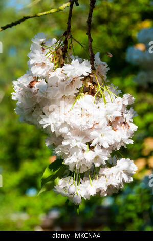 White cherry blossom on branches of an ornamental cherry tree Stock Photo
