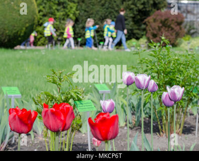 Red and lilac tulips against group of kids with teachers in the botanical garden Stock Photo